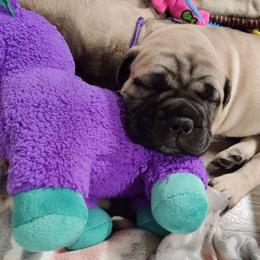 Bullmastiff Puppies from Ironward Bullmastiffs
