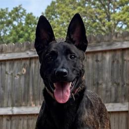 Nazare - Brindle female Belgian Malinois puppy in Dallas, Texas from Kaizen Ruach Malinois