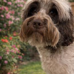 Sage - Chocolate female Australian Labradoodle puppy in Denton, Texas from Liberty Hill Labradoodles