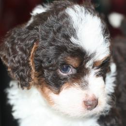 Bernedoodles from Sparling's Doodles