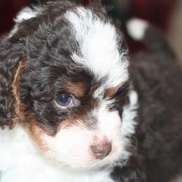 Bernedoodles from Sparling's Doodles