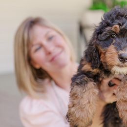 Bernedoodles and Labradoodles from Doodles Making a Difference