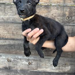 Rose - Black brindle female Dutch Shepherd puppy in San Jose, California from Brandon's Dutch Shepherds