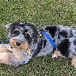 Aussiedoodles and Poodles from Lolo’s Aussiedoodle