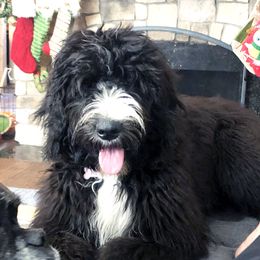 Pepper - Bernedoodle