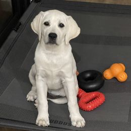 Labrador Retriever Puppies from Kanaloa Labs