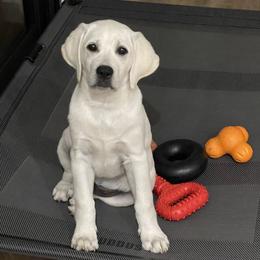 Labrador Retriever Puppies from Kanaloa Labs