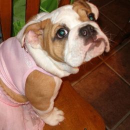 Bulldogs from Peggy Williams' Bulldogs