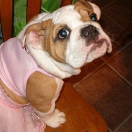 Bulldogs from Peggy Williams' Bulldogs