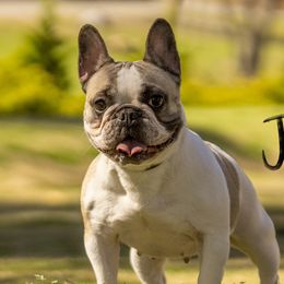 Justice - French Bulldog