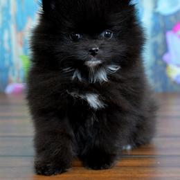 Mocha - Black female Pomeranian puppy in Fultonville, New York from Sandy Aussies & Pomeranians