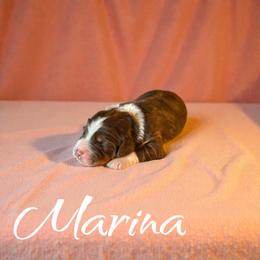 Marina - Red tri-color female Aussiedoodle puppy in Ellenburg Center, New York from Kristin's Puppies