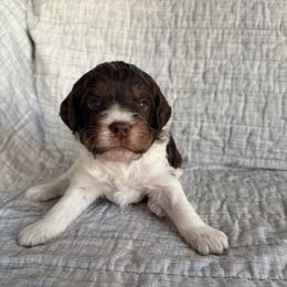 Frank - Liver white and tan male Springerdoodle puppy in Dundee, Ohio from Evalina Miller's Spaniels