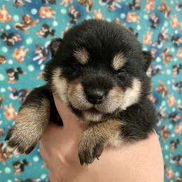 Shiba Inu Puppies from Tobitatsu Shiba Inu