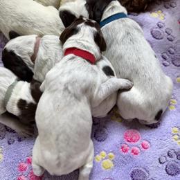 Ironman - Chestnut and gray male Wirehaired Pointing Griffon puppy in Grangeville, Idaho from Happy Hollow Griffons