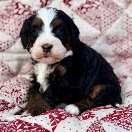 Max-Red collar girl - Tri-color female Bernedoodle puppy in Colorado Springs, Colorado from Mercy Mountain Bernedoodles