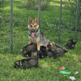 German Shepherd Puppies from Von Thomson Haus