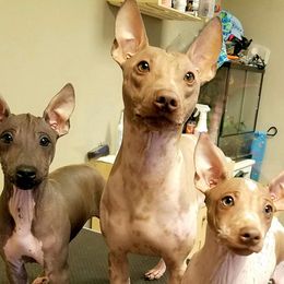 American Hairless Terriers from ZFG