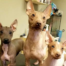 American Hairless Terriers from ZFG