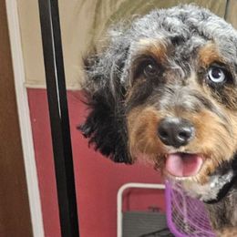Bernedoodles and Dachshunds from Gee Dogs- Dachshunds and Bernedoodles