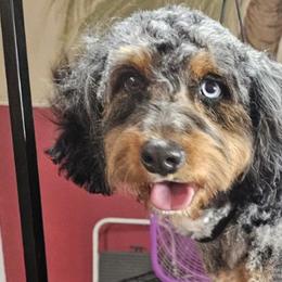 Bernedoodles and Dachshunds from Gee Dogs- Dachshunds and Bernedoodles