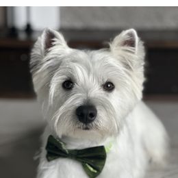 West Highland White Terrier Puppies from Mel’s Westies