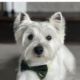 West Highland White Terrier Puppies from Mel’s Westies