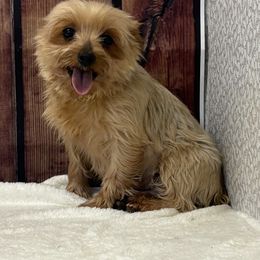 Lianna - Blue and gold female Yorkshire Terrier puppy in Monticello, Iowa from Ashley’s Puppies