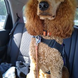 Poodle Puppies from Cedar Hill Ranch