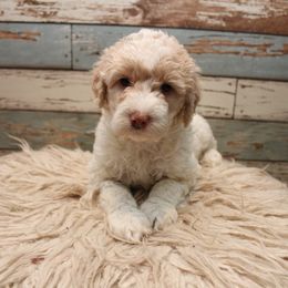 Goldendoodle Puppies from Two Ps in a Pod