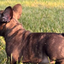 Bulldogs and French Bulldogs from Itsabulldogthing