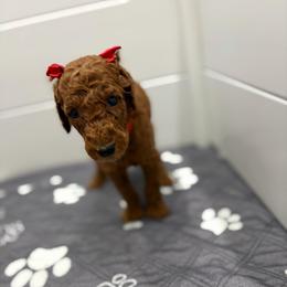 Red collar - Red  female Poodle puppy in San Benito, Texas from Irene's Poodles