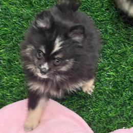 Bruto - Black and tan male Pomeranian puppy in San Marcos, Texas from Petticoat Poms