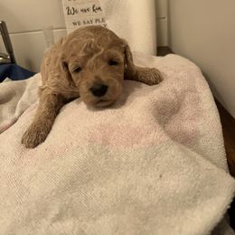 Goldendoodle Puppies from Ellie's Goldendoodles