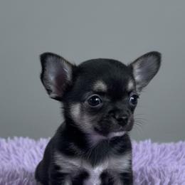 Chihuahua Puppies from Home Grown Chihuahuas From Iowa