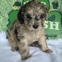 Chandler ( green collar) - Merle male Schnoodle puppy in Novinger, Missouri from Stormi Sky Schnoodles