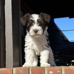 Miniature Schnauzer Puppies from Devon Dunlap