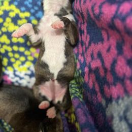 Boxer Puppies from Reynolds Homestead Boxers
