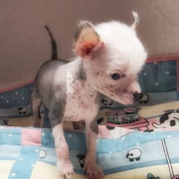 Eliana - Slate female Chinese Crested puppy in Henderson, Kentucky from Western Kentucky Chihuahua’s and Chinese Crested’s