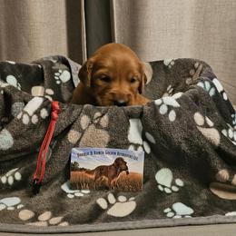 Red - Dark golden male Golden Retriever puppy in Bellevue, Michigan from Double D Ranch Golden Retrievers LLC