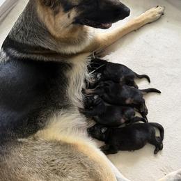 German Shepherd puppies from Christine's German Shepherds