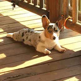 American Corgi and Pembroke Welsh Corgi Puppies from Lonesome Boone Corgis
