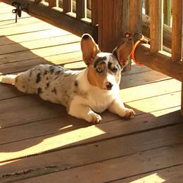 American Corgi and Pembroke Welsh Corgi Puppies from Lonesome Boone Corgis