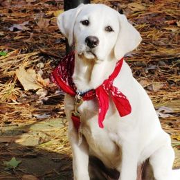 Labrador Retriever All Grown Up from Karen Powell