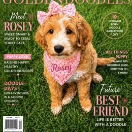 Freedom Rose - Apricot female Goldendoodle puppy in Aurora, Illinois from Chicago Goldendoodles