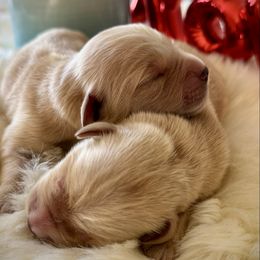Last Pick Male - Golden male Golden Retriever puppy in Mc Arthur, California from California Golden Love