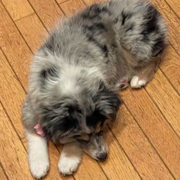 Miniature Australian Shepherds, Siberian Huskies, and Toy Australian Shepherds from Tails & Belles Dog Breeding