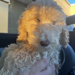 Dougie - Poodle