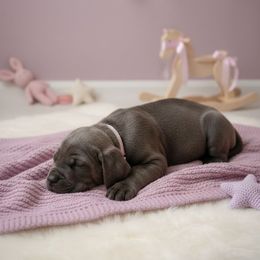 Nyx - Gray brindle female Cane Corso puppy in Hampstead, New Hampshire from Durgin Hollow