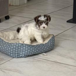 Zulla AKC - Chocolate, tan and white female Yorkshire Terrier puppy in Labelle, Florida from Chocolate and Parti Yorkies in Florida